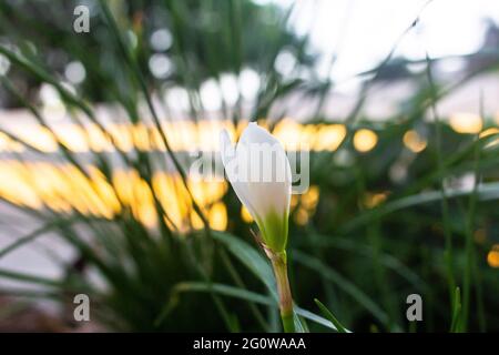 Fleurs blanches en gros plan dans la plante verte Banque D'Images