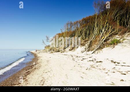 La plage naturelle et presque vide Weststrand sur la côte ouest de la péninsule Fischland-Darss-Zingst en Allemagne Banque D'Images