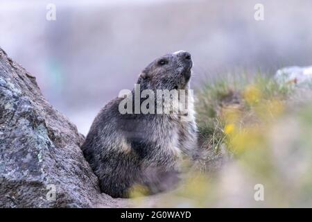 Marmot dans Cervinia faune Vallée d'Aoste Italie@FabrizioMalisan Photographie-6106 Banque D'Images