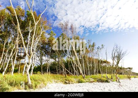 La plage naturelle et vide Weststrand sur la côte ouest de la péninsule Fischland-Darss-Zingst en Allemagne Banque D'Images