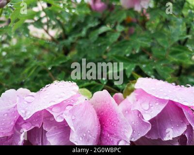 Pétales de pivoine rose après la pluie contre la verdure Banque D'Images