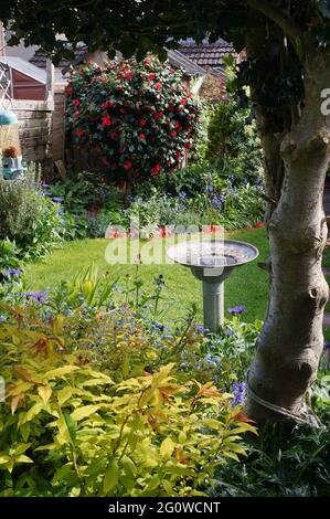 Un jardin anglais avec des fleurs printanières et un rosier Camelia en fleur encadré par un arbre de houx par une journée ensoleillée Banque D'Images