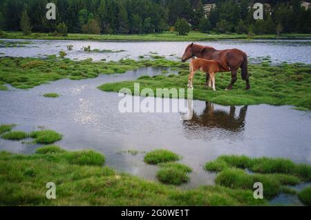 Chevaux dans le lac de Bolloseta, près du lac de Bouillouses en été (Cerdagne, Pyrénées Orientales, France, Pyrénées) Banque D'Images