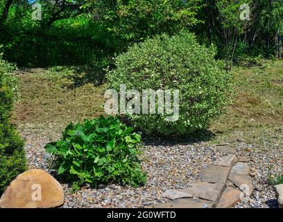 Arbuste ornemental rond de bois de chien Variegated (Cornus alba Sibirica Variegata) dans le paysage de jardin. Buisson décoratif avec feuillage varié - blanc Banque D'Images