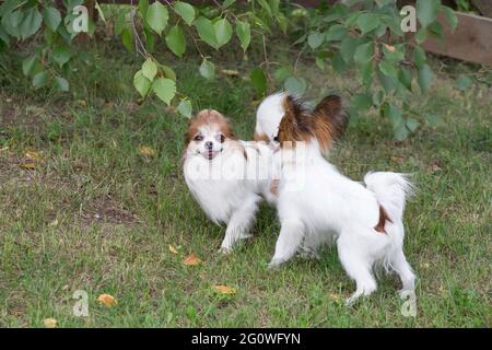 Le chiot spaniel et le chiot chihuahua jouent sur une herbe verte dans le parc d'été. Animaux de compagnie. Chien de race. Banque D'Images