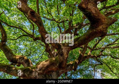 Belle vue sur le célèbre arbre séculaire appelé chêne des sorcières dans la province de Lucques, Italie Banque D'Images