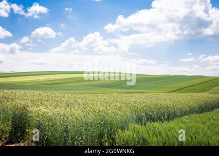 '50 nuancess' vert - zones avec différentes céréales, orge et blé sur fond de ciel bleu avec des nuages blancs Banque D'Images