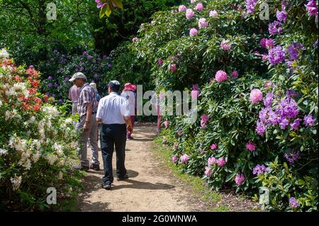 Iver, Buckinghamshire, Royaume-Uni. 3 juin 2021. Couleurs vives aujourd'hui au parc Langley. Le parc paysager du XVIIIe siècle fait partie du parc régional de la vallée de Colne et cette période de l'année a de beaux rhododendrons et azalées. Crédit : Maureen McLean/Alay Banque D'Images