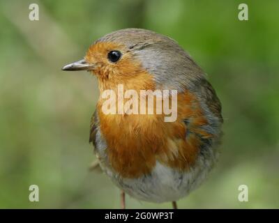 Vue rapprochée d'un Robin - erithacus Rubecula Banque D'Images