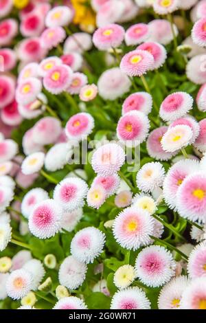 Fleurs dans le jardin en gros plan. Pâquerettes roses blanches (Bellis perennis) Banque D'Images