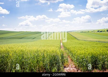 '50 nuancess' vert - zones avec différentes céréales, orge et blé sur fond de ciel bleu avec des nuages blancs Banque D'Images