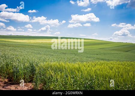 '50 nuancess' vert - zones avec différentes céréales, orge et blé sur fond de ciel bleu avec des nuages blancs Banque D'Images