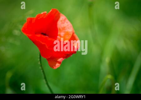 Photo de coquelicot écarlate sur fond vert - macro Banque D'Images