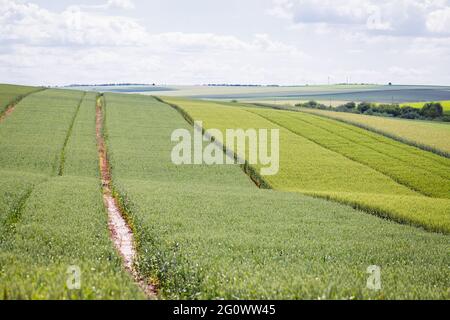 '50 nuancess' vert - zones avec différentes céréales, orge et blé sur fond de ciel bleu avec des nuages blancs Banque D'Images