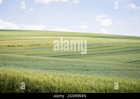 '50 nuancess' vert - zones avec différentes céréales, orge et blé sur fond de ciel bleu avec des nuages blancs Banque D'Images