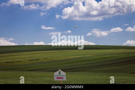 '50 nuancess' vert - zones avec différentes céréales, orge et blé sur fond de ciel bleu avec des nuages blancs Banque D'Images