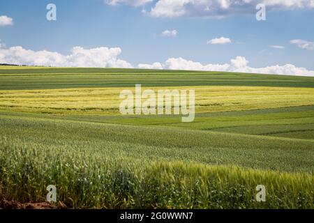 '50 nuancess' vert - zones avec différentes céréales, orge et blé sur fond de ciel bleu avec des nuages blancs Banque D'Images