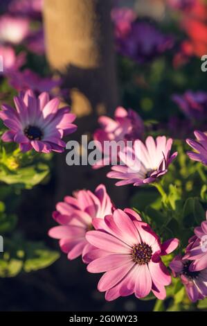 Dimorphotheca fleurir. Gros plan de fleurs violettes. Herbe verte. Belle nature estivale. Banque D'Images
