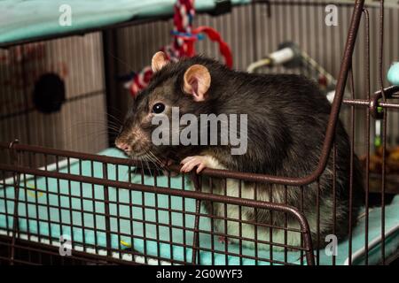 Un animal sympa, un rat berkshire de fantaisie jouant dans une cage métallique Banque D'Images