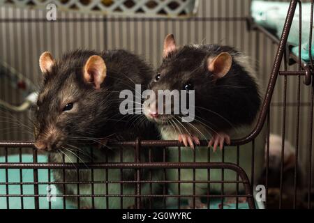 Animaux de compagnie sympathiques berkshire fantaisie et des rats à capuchon jouant dans la cage de métal Banque D'Images