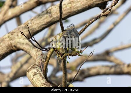 Photo de mise au point peu profonde d'un iguana vert commun sur une branche Banque D'Images