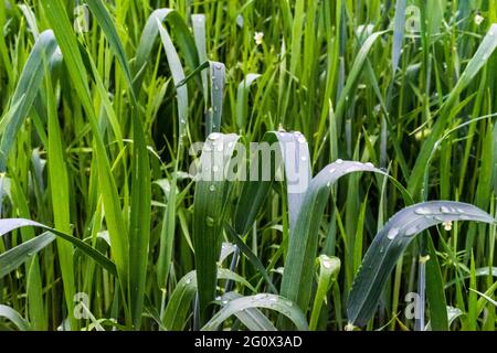 Grande herbe verte après la pluie avec gouttes de pluie. La pluie tombe sur les récoltes de blé. Mise au point sélective. Arrière-plan herbe Banque D'Images