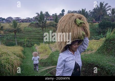 Tabanan, Bali, Indonésie. 3 juin 2021. Les agriculteurs cultivent du paddy à la terrasse de riz de Jatiluwih au début de la saison de récolte. Jatiluwih Rice Terrace est un producteur de riz de bonne qualité de 53.000 hectares à Bali, et a été nommé site du patrimoine de l'UNESCO, en raison de leur capacité à maintenir le patrimoine culturel local sous forme de système d'irrigation de l'eau géré traditionnellement par SUBAK. (Image de crédit : © Dicky BisinglasiZUMA Wire) Banque D'Images