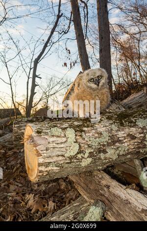 Bébé grand hibou orphelin après que l'arbre a été coupé pour le bois de chauffage. Banque D'Images