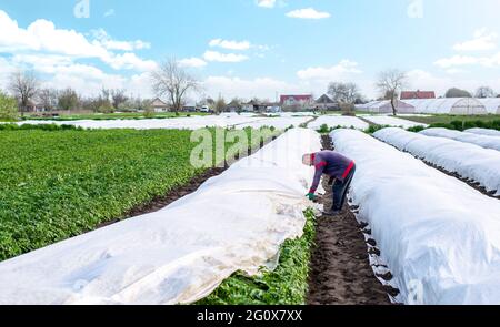 Un agriculteur couvre une plantation de pommes de terre avec de l'agrofibre avant une nuit froide. Ouverture de jeunes plants de pommes de terre comme il se réchauffe. Agro-industrie. Durcissement de la plante Banque D'Images