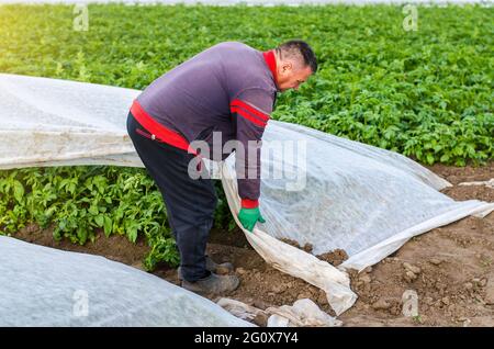 Un agriculteur retire la couverture agricole protectrice d'une plantation de pommes de terre. Ouverture de jeunes pommes de terre. Durcissement des plantes à la fin du printemps. Agroindus Banque D'Images
