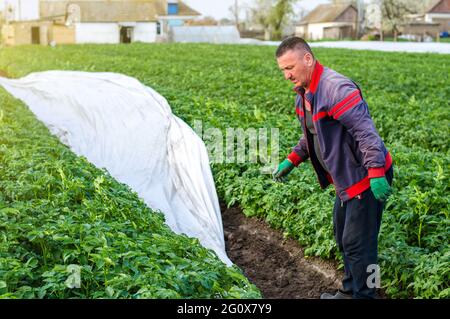 Un agriculteur retire l'agrofibre d'une plantation de pommes de terre. Ouverture des jeunes pommes de terre lorsqu'elles se réchauffent. Effet de serre. Agroindustrie, agriculture. Travail sur le terrain. Banque D'Images