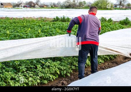 Un agriculteur retire la couverture agricole protectrice d'une plantation de pommes de terre. Effet de serre pour la protection. Agroindustrie, agriculture. Culture de cultures en a c Banque D'Images