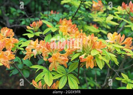 Fleurs orange de rhododendron japonais, azalée dans le jardin de printemps. Banque D'Images