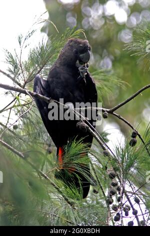 Noir brillant-cocatoo (Calyptorhynchus lathami lathami) mâle se nourrissant dans un arbre casuarina sud-est Queensland, Australie Janvier Banque D'Images