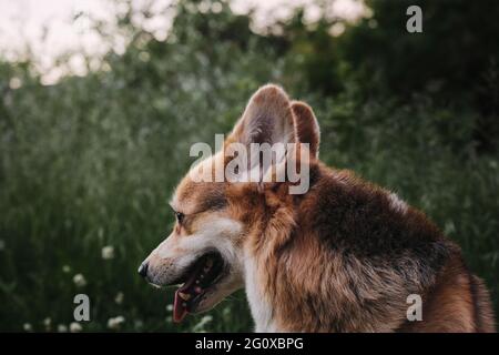 Le corgi gallois Pembroke tricolor est assis sur le fond d'un portrait en herbe verte en profil rapproché. Marcher avec un chien dans la nature. Le plus petit berger au monde Banque D'Images