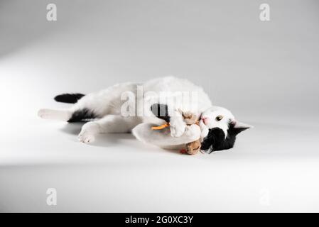 Chat noir et blanc sur fond blanc jouant avec la souris jouet. Vue latérale Banque D'Images