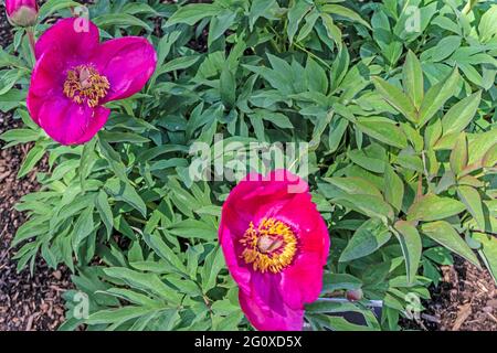 Paeonia officinalis Anemoniflora, c'est le rose profond Paeonia officinalis Anemoniflora, une plante caduque vivace de brousse. Banque D'Images