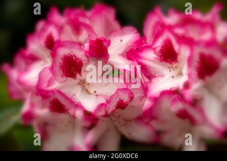 Fleurs et feuillage Charmant de Rhododendron Hachmann, portrait naturel des fleurs Banque D'Images