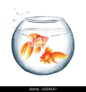 Poisson doré. Deux poissons d'or nageant dans un aquarium en verre rond. Aquarelle illustration dessinée à la main isolée sur fond blanc Banque D'Images