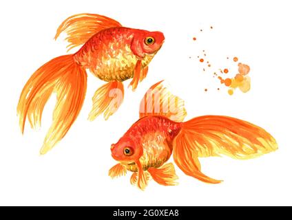 Poisson doré. Deux poissons d'or. Aquarelle illustration dessinée à la main isolée sur fond blanc Banque D'Images