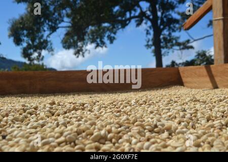 Gros plan de grains de café récoltés prêts à être moulus Banque D'Images