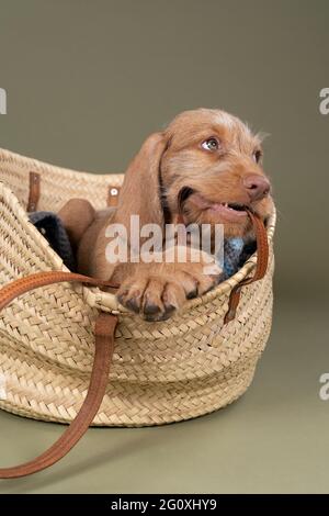 Un Vizsla à poil dur, pointeur hongrois, chiot assis dans un panier en osier Banque D'Images