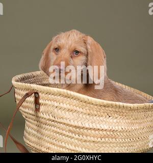 Un Vizsla à poil dur, pointeur hongrois, chiot assis dans un panier en osier Banque D'Images