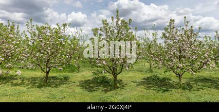Pommiers dans le jardin, pommiers fleuris sur fond de ciel bleu et de nuages blancs Banque D'Images