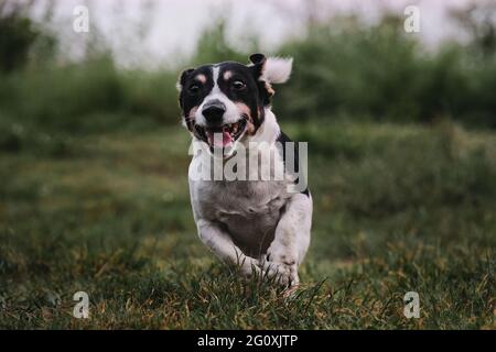 Jack Russell Terrier, blanc et noir aux cheveux lisses, dans le parc, s'avance joyeusement et énergiquement avec sa bouche ouverte. Petit moteur Banque D'Images