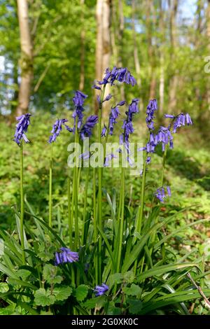 Bluebells - jacinthoides non-scriptus petit groupe dans un cadre boisé Banque D'Images