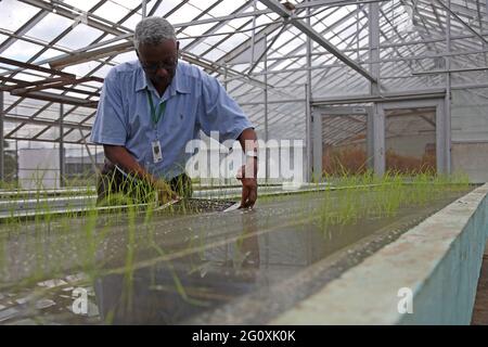 Institut international de recherche sur le riz (IRRI) à Los Baños, Philippines. Banque D'Images