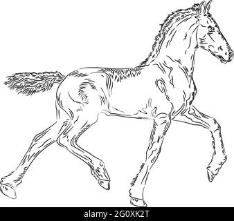 Motif cheval foal sur fond blanc, illustration vectorielle Illustration de Vecteur