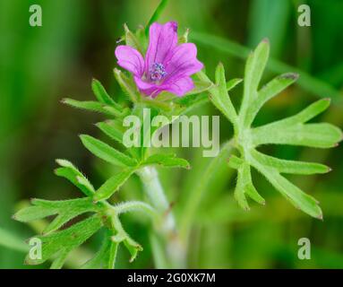 Crane's-Bill à feuilles coupées - Geranium dissectum, Flower & Leaf Banque D'Images