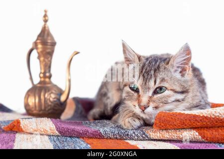 chat tabby avec tapis oriental et théière en laiton sur fond blanc Banque D'Images